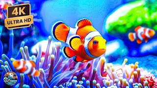 Amazing Underwater World of the Red Sea - 4K Relaxation Video with Calming Music | Coral Reefs, Fish