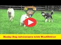 Dog Trainer | Husky Dog | Adventure with Husky Dog | Happy dogs | Mazing Chase 3 Dog Trainer | Husky Dog | Adventure with Husky Dog | Happy dogs | Mazing Chase 3