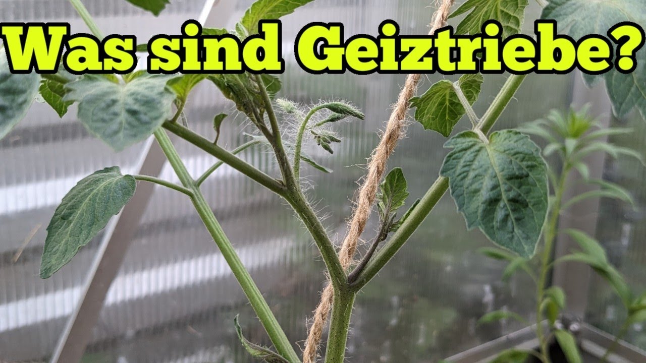 Tomaten Düngen Wenn Sie Früchte Tragen Was ist ein Geiztrieb und wie erkenne ich ihn? Tomaten anbauen für