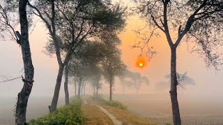 Silent Sunrise Path 🌄 | Village Nature Vibes screenshot 4