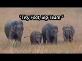 "Tiny Giants, Big Teamwork"