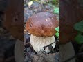 Russian forests are rich in mushrooms