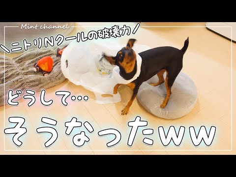 ニトリのnクールを待ちきれずに突入しちゃった犬が可愛いｗｗ ミニチュアピンシャー ミニピン Dog Youtube