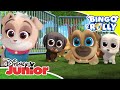 Bingo y Rolly: Cachorros problemáticos | Disney Junior Oficial