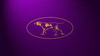 148Th Westminster Kennel Club Dog Show - Day 1 Best Of Groups Best In Show