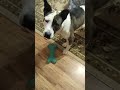 Bait and Switch 😀 #dog #dogtoy #petlover #pet