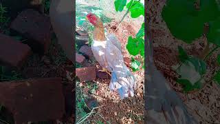 ###Short Nose Good Quality Hen For Sale ##