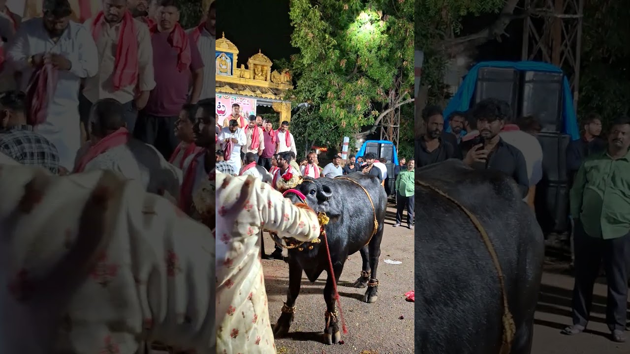 SADAR FESTIVAL CELEBRATION