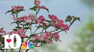 Dogwood Arts trails season starts April 1