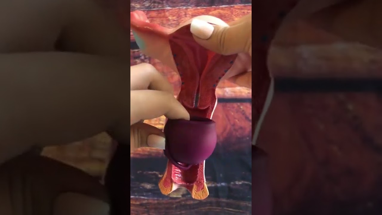 Merula  - Copa Menstrual