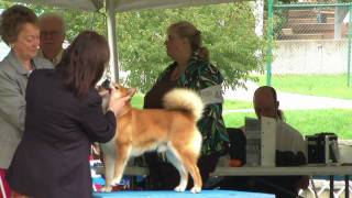 20080920 Spirit of the Heartland Shiba Inu Vet Sweeps Pt 2 of 7 (2008 NSCA National Specialty Weekend) Dogs 10-12 years