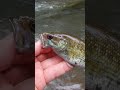 🎣 Unique Markings of the Tallapoosa Bass | Redeye Bass Fishing in Alabama  #bassfishing