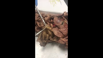 BIO220 Cat Dissection Video