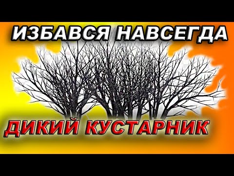 Узнай как навсегда избавиться от вредного кустарника.