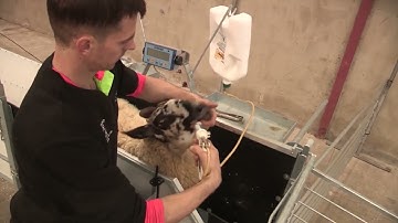 Shepherdsmate  Handler Squeeze Clamp