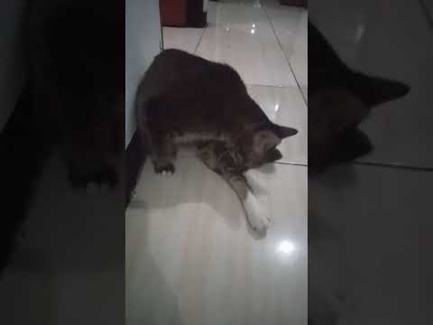 8 bln kucing