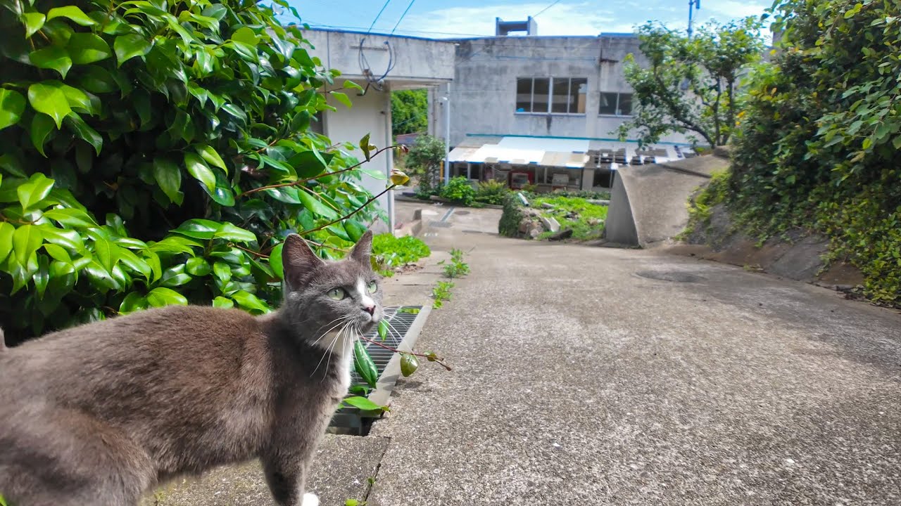 A Stray Cat Led Me to a Secret Cat Meeting on Cat Island… So