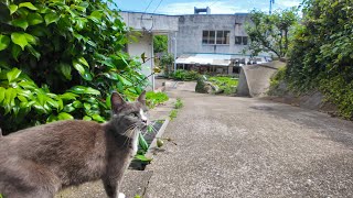 猫島で野良猫に案内されて『猫の集会』に参加してみたら… 猫達が次々と