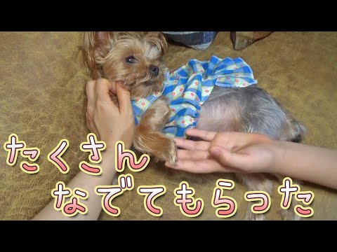 【ヨークシャテリア】なんか今日はいっぱいなでられたヨークシャテリア【Yorkshire Terrier】