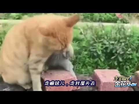 四川话爆笑动物配音：两只狗坐摩托要去金花哥家看搞笑视频？笑了