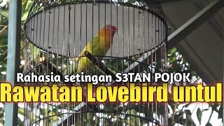 Latpres sikayu bc : lovebird juara 1 untulan tapi fighter dan super gacor