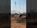 Who met all the friends, Goat Base, recorded the real life of the farmer Female sheep29