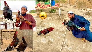 Sub Aseel Murga Nen Mjhy Big Surprise De Dya