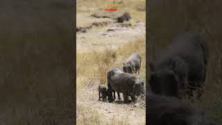 How Cute Are These Little Warthogs? #wildlife #shortsafrica #YouTubeMadeForYou #wildafrica