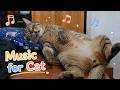 10 hours soft piano for cats 🌙 Calming sleep music for cats and cat owners | Relax & unwind
