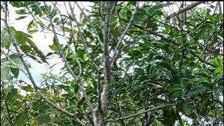Mikat burung tepusan semak belukar.asik menggunakan suara mp3 dan pulut