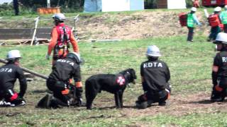 DSCF2825救助犬.AVI