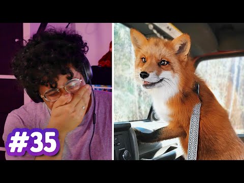 How To Make a Dog | Sci Guys Podcast #35