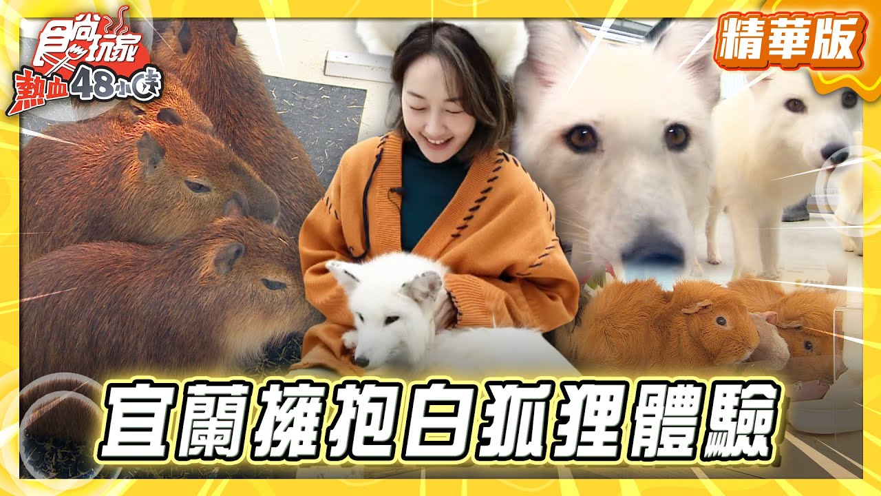 【宜蘭】萌度破表！近距離擁抱白狐狸體驗【食尚玩家熱血48小時】20260203 (2/3)