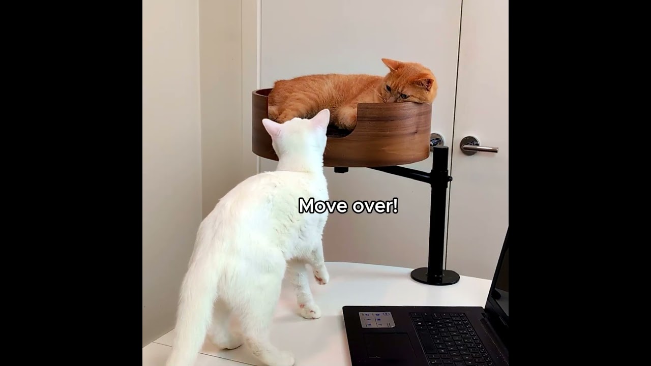 Desk Nest Cat Bed - The Purrfect Cat Bed for Your Desk