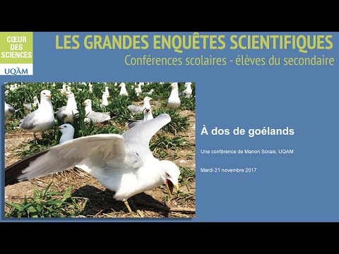 Vidéo: Goéland argenté : description, reproduction et faits intéressants