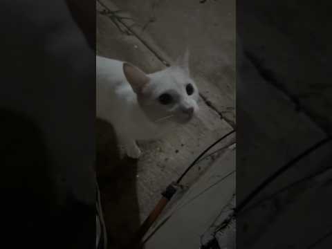 Gato impostor, quise ayudarlo y me atacó, parte 1