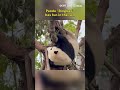 Panda "Bingbao" has fun in the rain
