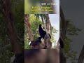 Panda "Bingbao" has fun in the rain