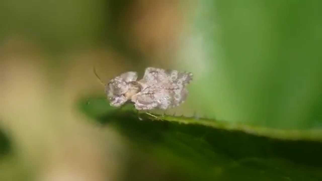 サツマイモの害虫のまとめ
