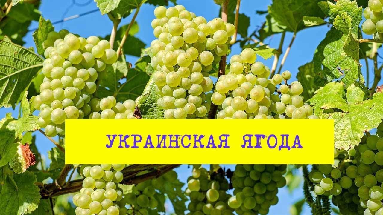 Карина ягода википедия