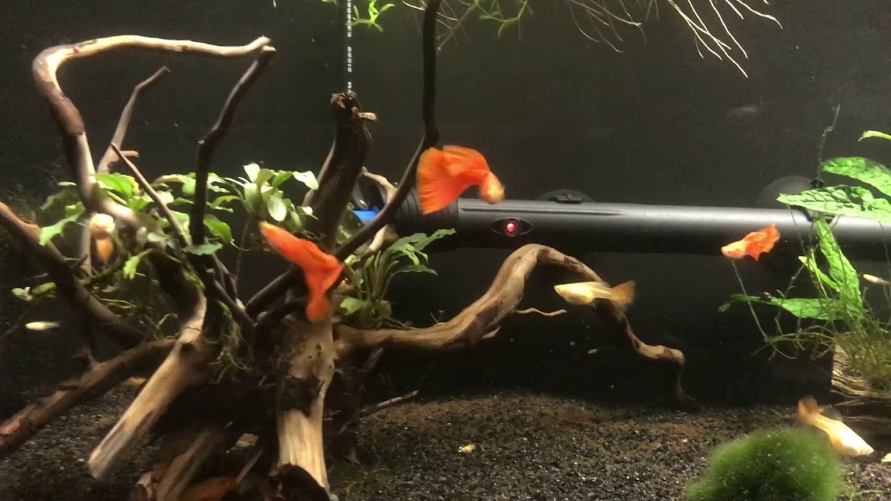 video phone beyonce mp3 Fish Room Update, May 2018
