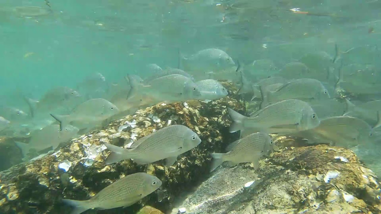 Snorkeling at Fly Point, Nelson Bay (GOPRO Hero 7 White) YouTube