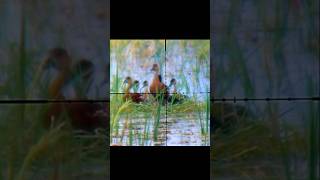 #hunting #blibis #pemburudollar