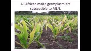 Lattice Design | PART 2 (Introduction to Agricolae Package and MLN Experiment)