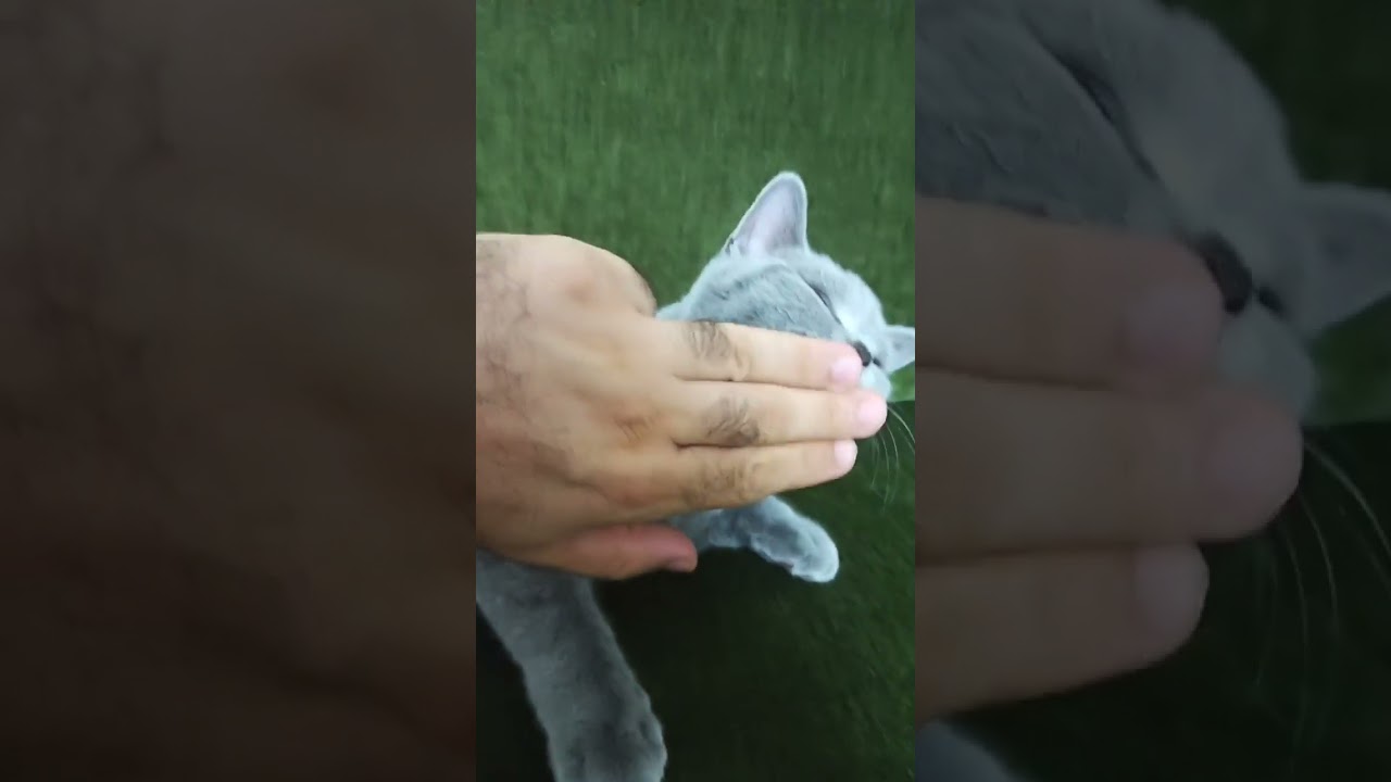 Beatbox Cat #cat #pet #catcute #catfunny #pets #kittens #short #Beatbox ...