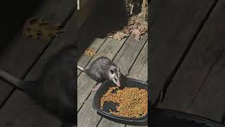 New baby Oppossum visits New baby Oppossum visits