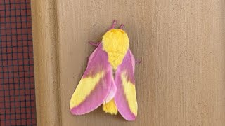 Prettiest Rose Maple Moth Yellow pink I’ve ever seen IRL @MidMOGrower