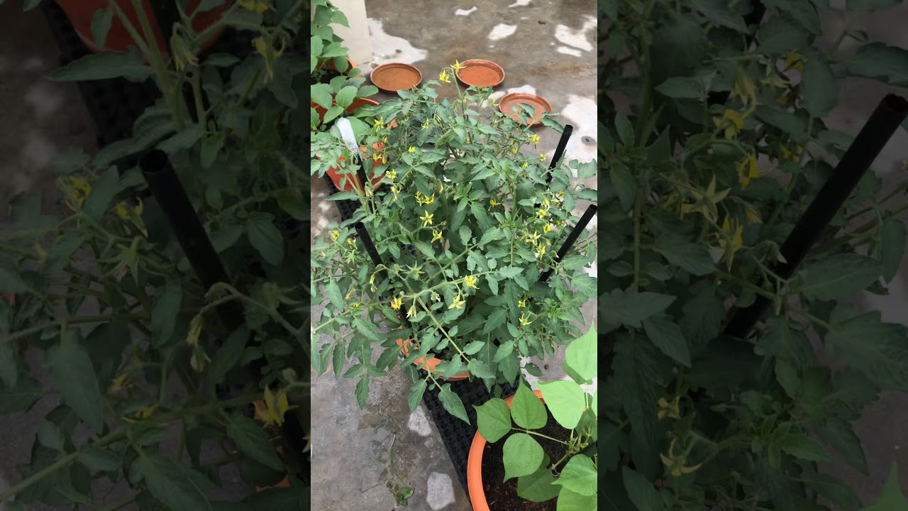 Home garden - YouTube