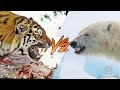 Амурский Тигр vs Белый Медведь!
