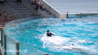 【シャチパフォーマンス20130508の2回目@鴨川シーワールド】鴨川シーワールド,kamogawa sea world,Killer Whales,orca
